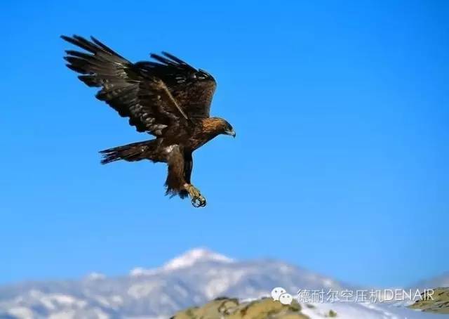 鷹，空中的執法者、霸主